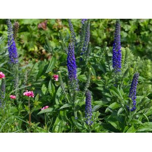 Veronika špicatá (Veronica spicata) ´SUNNY BORDER BLUE´ kont. C1L